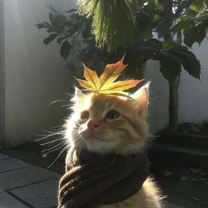 齿轮咬合