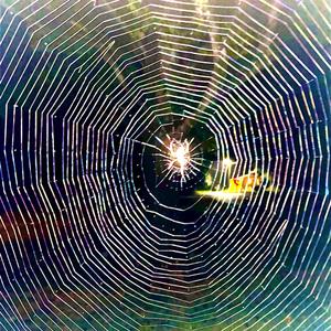 python (feat. DripOBaby)