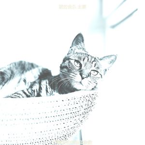优美压力大的猫器乐