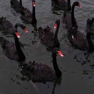 芒种（笛子版）