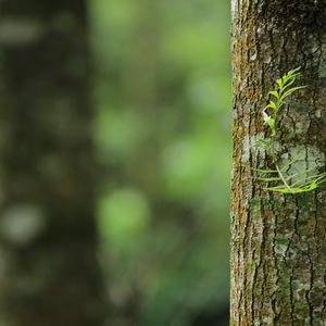 Silencio De Bebé