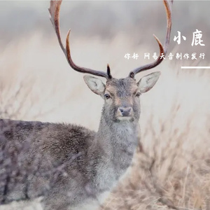 小鹿 伴奏