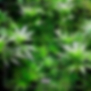 Blunted (feat. Grim Singmuf & Nekro G)