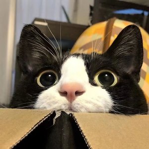 光
