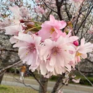 Sakura Breeze Beats　BGM