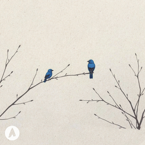 bluebirds