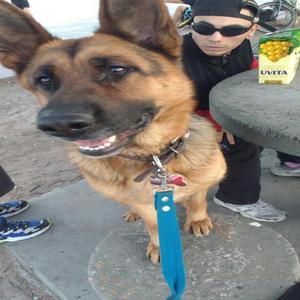 Javito