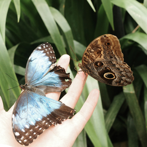 苏州河 （cover:薛凯琪）