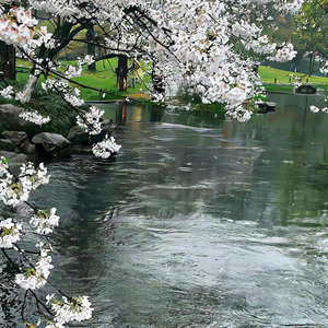 你认识洪博士吗 (DJ版)