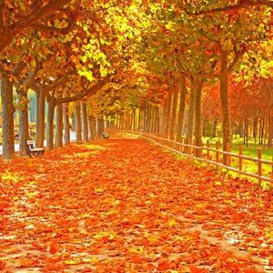 你的另一半耳机