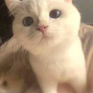 Relaxing Cooking with Light Jazz