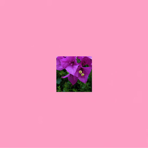 Hojas Rosas (Original)