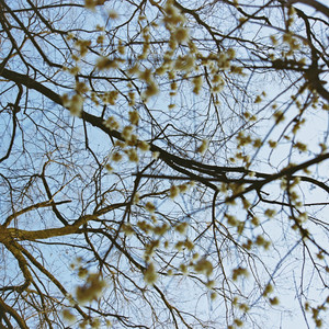Fields And Hedgerows（洛克王国高黎贡山）