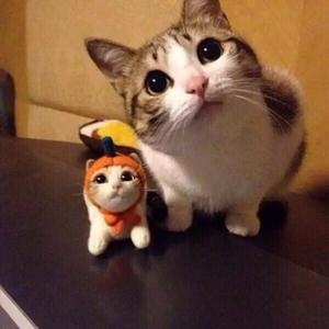 我想养只猫 [Demo]