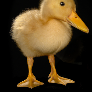 努力！进取！奋发！向上！（伴奏）