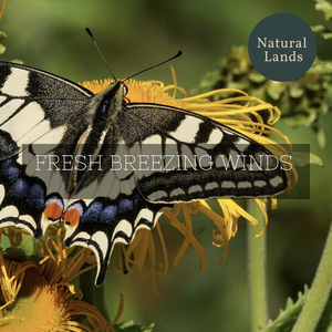 Reckless Red Tailed Hawk