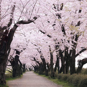 桜の木の下に桜が散る（樱花树下樱花落）