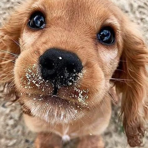 zuwac