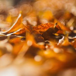 Autumn Bliss