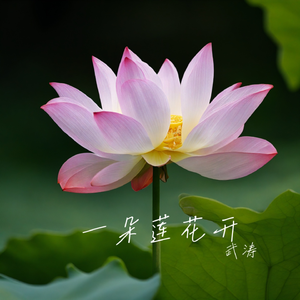一朵莲花开