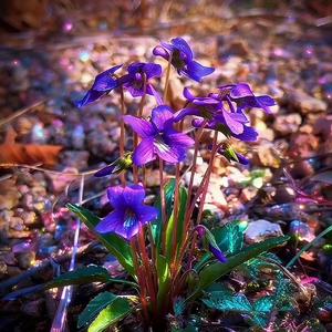 紫花地丁的谎言【prod by Keerad】