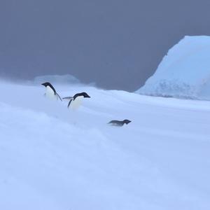 Antarctique
