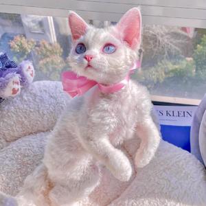 我想（Cover 余佳运）