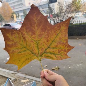 轻青