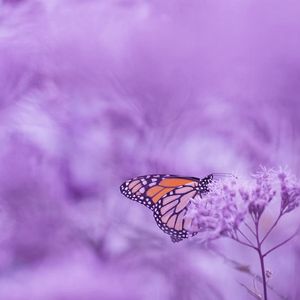 蝶の歌（Never Doubt）