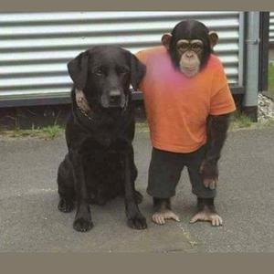 Ranking (feat. BabyApe)