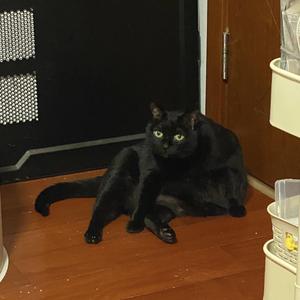 深渊（Prod.by TRA$H）