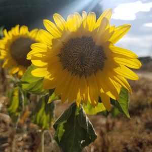 Siento (Acoustic Version)