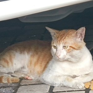 KNOW.除夕Freestyle