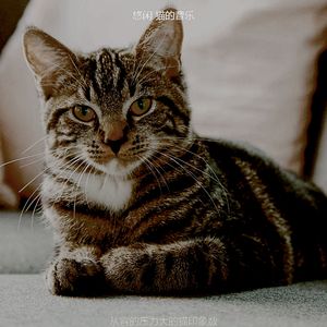 微妙的小猫心情