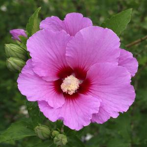 영웅은 돌아오지 않는다