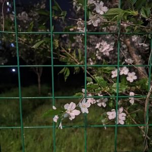 我们数落下的鸟