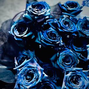 宇宙藍玫瑰 Demo