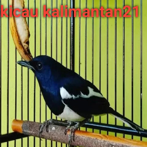 Kenari Ngekek Panjang Sampai Ke Singapura