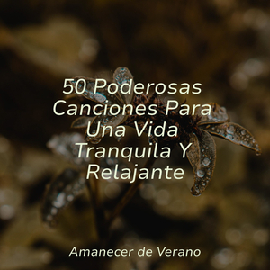 Placer de la Brisa Nocturna