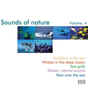 Delfines En La Costa