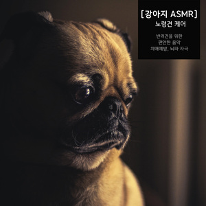 (강아지 ASMR) 천천히 걸어도 돼
