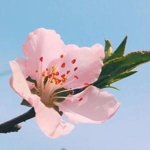 桃花嫁