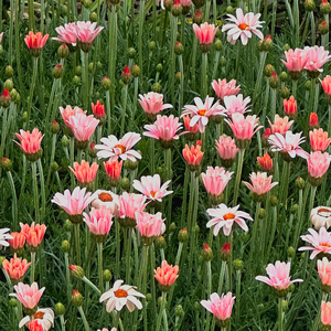 이런 게 사랑이라면