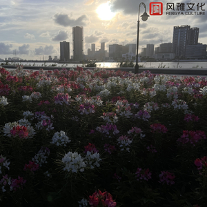 记忆停留的过往