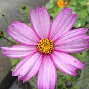 道·净天地神咒