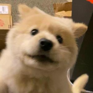 栽满桃树的老屋前