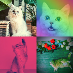 微妙的放松的猫心情