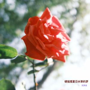 硬摇摆夏日水草的梦