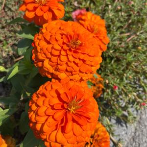 Wavy Chocolate Supreme Taco 69