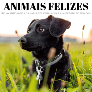 O Caminho Do Cachorro